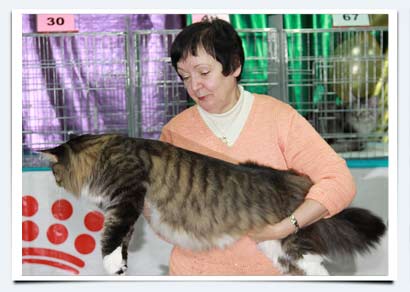 фото самый тяжелый кот мейн кун  выставки в пензе